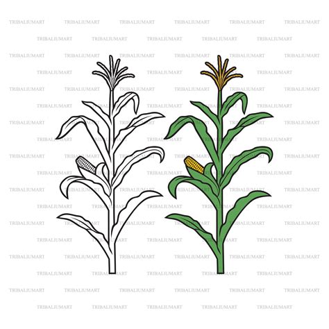 Corn Stalk Cut Files For Cricut Clip Art Silhouettes Eps Etsy Singapore