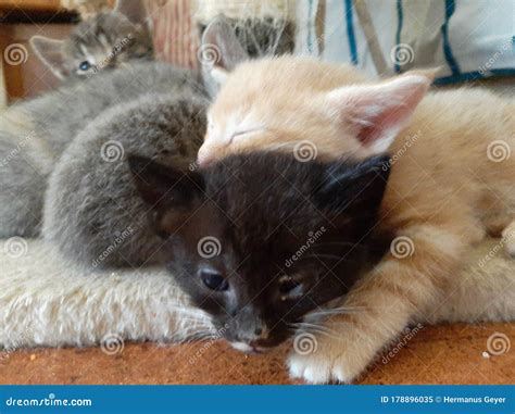 Baby Kittens Cuddling Stock Image Image Of Nose Snout 178896035