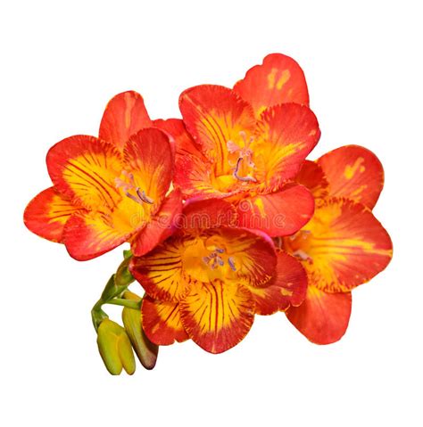 Fiore simile all'orchidea il prezzo. Fiore Giallo Simile All Orchidea / Phalaenopsis o Orchidea ...