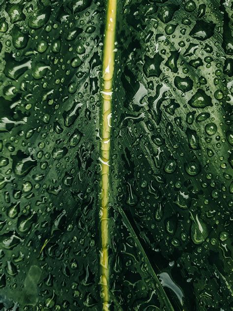 Close Up Photo Of A Wet Leaf Pixeor Large Collection Of