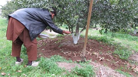 Because rabbits don't produce very much manure, it is best used only for plants needing a nitrogen boost. Fertilizer Of Mango Tree | Cromalinsupport