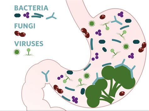 Video Whats Up With Your Gut Microbiome Flipside Science