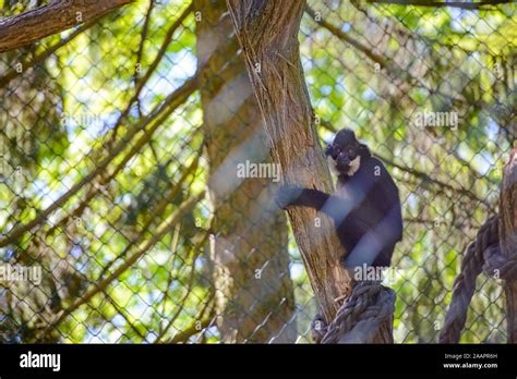 Young Chimpanzee Swinging And Jumping From A Tree Stock Photo Alamy