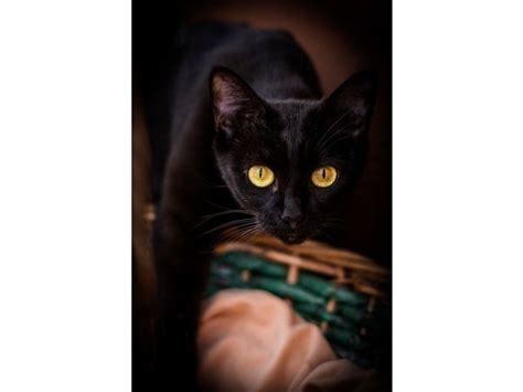 Merveilleux chats noirs découvrez 50 photos magnifiques Chat noir