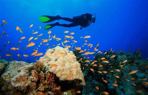 Discover Scuba Diving In Bora Bora