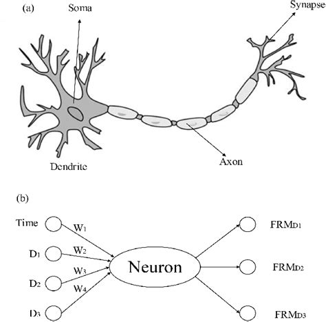 a biological neural network and its matlab architecture b the download scientific diagram