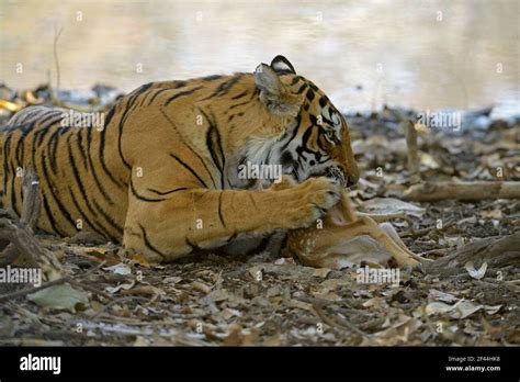 Royal Bengal Tiger Eating Spotted Deer Calf Ranthambore National Park