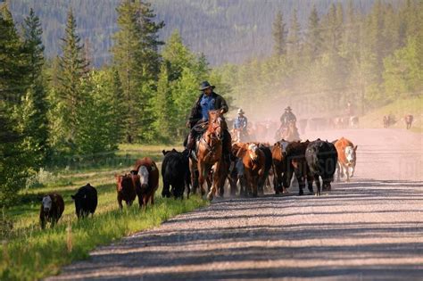 Cattle Herding Stock Photo Dissolve