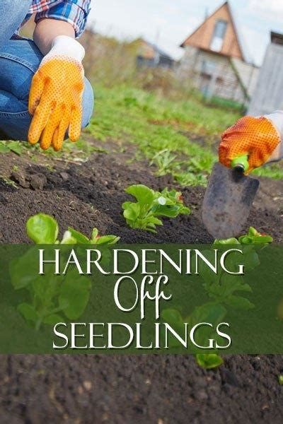 How To Successfully Harden Off Plants