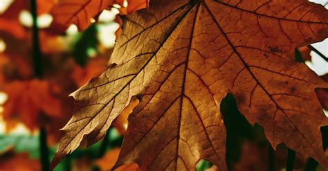 Brown Maple Leaves In Close Up Photography · Free Stock Photo