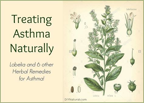Home Remedies For Asthma Treating Asthma Naturally With Herbs