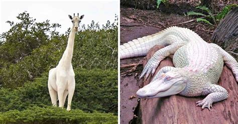 20 Albino Animals Who Are As Real As Your Life Albino Animals