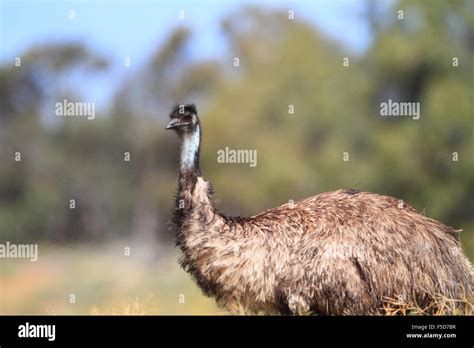 Wild Emu In The Australian Outback Roam Free Stock Photo Alamy