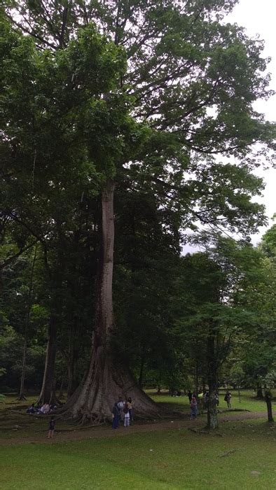 Melihat Pohon Kapuk Randu ‘raksasa Di Kebun Raya Bogor Pojokcerita