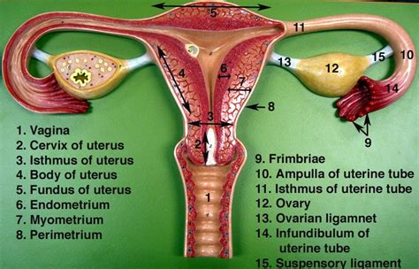 Female Reproductive System Labeled Health Pictures Female Reproductive System Anatomy