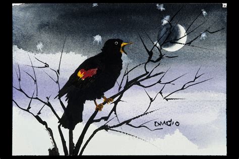 Red Wing Blackbird Waning Watercolor By Carter Mccaffrey Black Bird