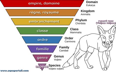 Classification Dholdridge Définition Illustrée