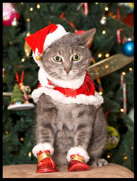 40 Cutest Santa Cats To Make Your Christmas Delightful