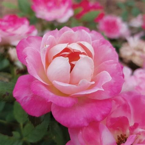 Sunblaze Pink Miniature Rose For Sale At