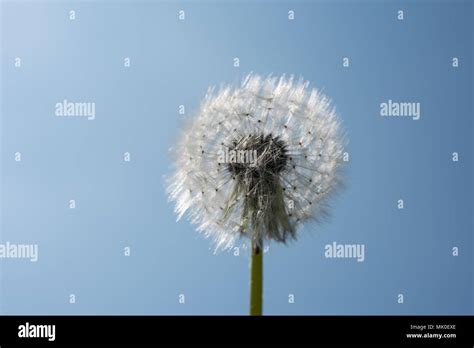 Dandelion Flower Macro Stock Photo Alamy