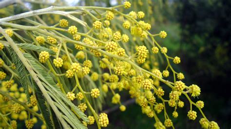 Silver Wattle Facts And Health Benefits