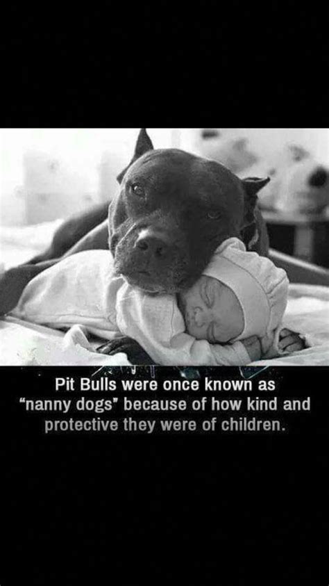 Aw Pitbullquotes Nanny Dog Pitbulls Pitbull Terrier