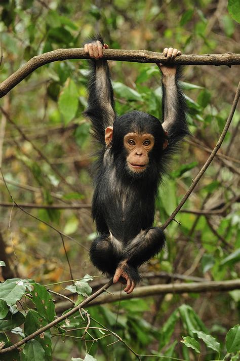 Eastern Chimpanzee Baby Hanging Photograph By Thomas Marent Pixels