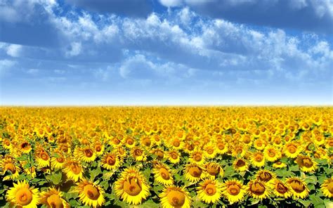 Free Download Wallpapers Sunflowers Desktop Wallpapers 1280x800 For