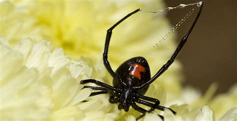 Virus Carrying Dna Of Black Widow Spider Toxin Discovered Vanderbilt
