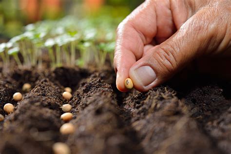 Planting Seeds Stock Photo And More Pictures Of Agriculture Istock