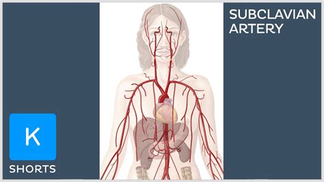 Branches Of The Subclavian Artery Mnemonic Kenhub Shorts YouTube