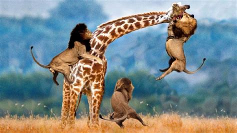 Lion Video National Geographic Lion Kills Giraffe Lion Vs Giraffe