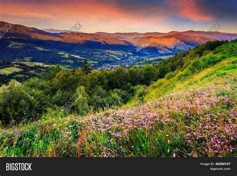 Wild Flowers Mountains Image And Photo Free Trial Bigstock