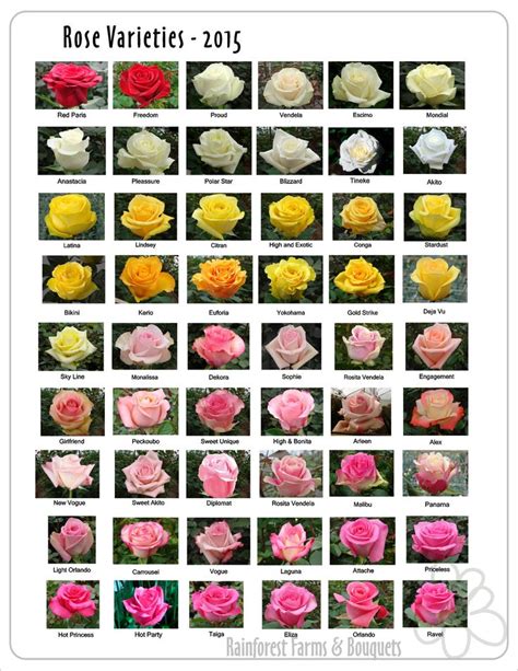 Rose Varieties Beautiful Rose Flowers Flowers Perennials