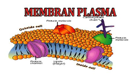 Membran Plasma Pengertian Fungsi Ciri Ciri Hingga Strukturnya