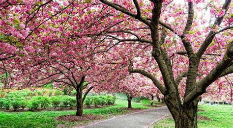 See Springs Gorgeous Cherry Blossoms At These 8 Spots Across Nyc