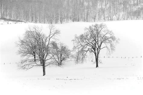 Stately Trees In Winter Photograph By Lone Palm Studio Fine Art America