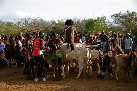 Bull Jumping Ceremony The Hamar Tribal People Of Southwestern