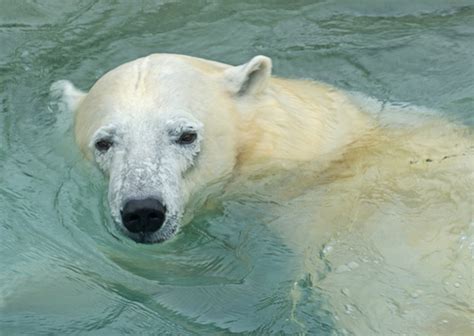 Interesting Facts About Polar Bears Owlcation