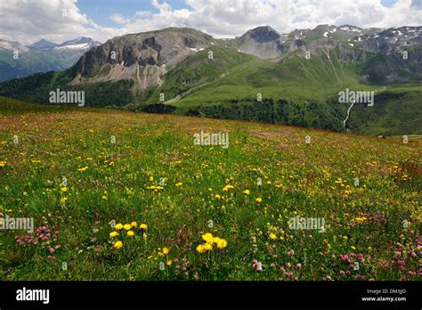 Alpine Meadow Flower Pattern Alpine Flowers Alpine Pasture Flowers