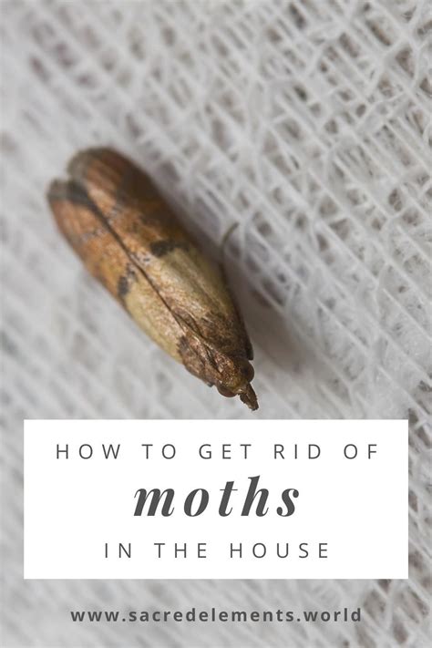 Battling Moths Need Help Here S A Natural Remedy — Sacred Elements Getting Rid Of Moths