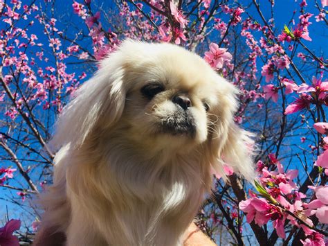 With their breeder, waiting for you! Pekingese Puppies For Sale | Dallas, TX #295781 | Petzlover