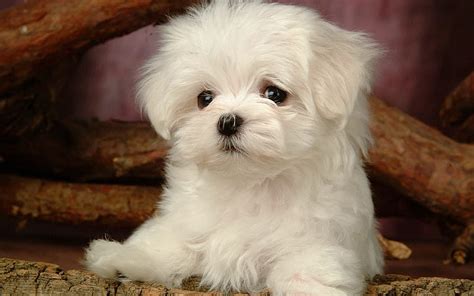 Lovely Little White Fluffy Puppy 12 Hd Wallpaper Peakpx