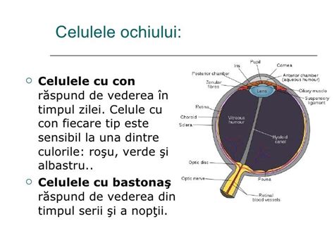 Organele De Simt