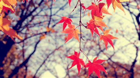 Autumn Leaves Hd Wallpaper High Definition High Quality Widescreen