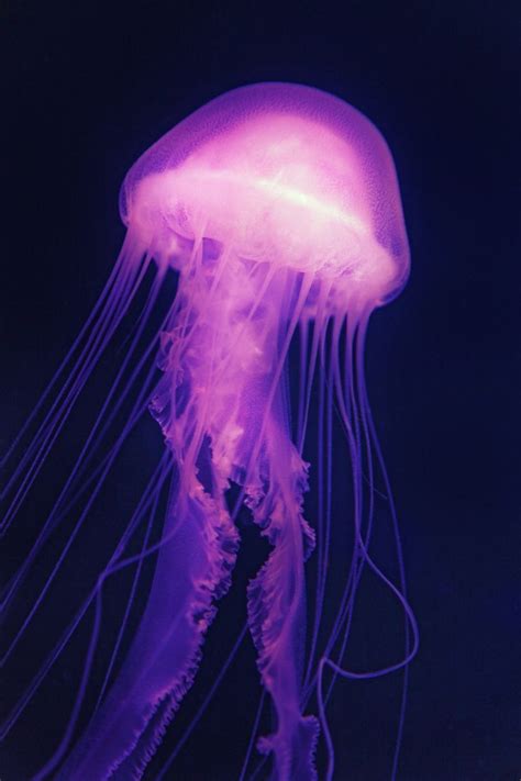 Free Image On Pixabay Jellyfish Medusa Sea Jelly Jellyfish Pink