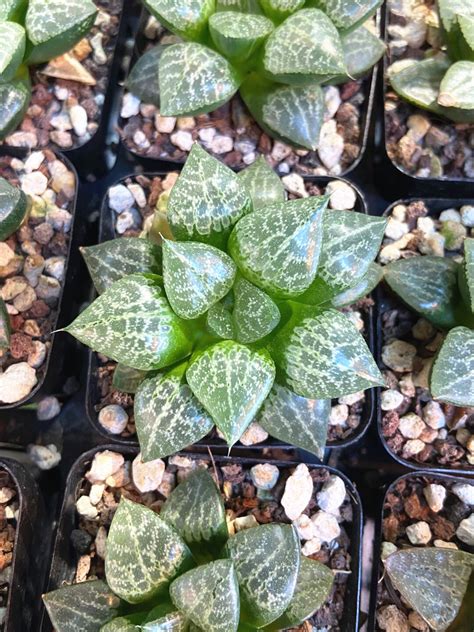 Haworthia Comptoniana Hybrid Succulent Plant In 3 Pot