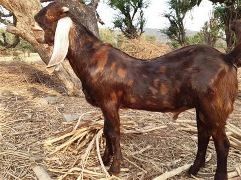 5 Se 3 Year Brown Pregnant Sirohi Female Goat Milk Weight 20 To 60 Kg At Rs 250kg In Ajmer