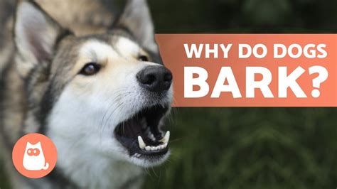 10 Reasons Why Dogs Bark 🐶 Dog Barking Explained Youtube