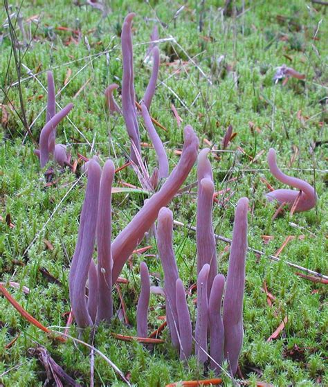 Clavaria Purpurea Friends Of Ecological Reserves